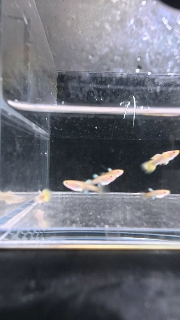 孔雀鱼1号两单包邮
