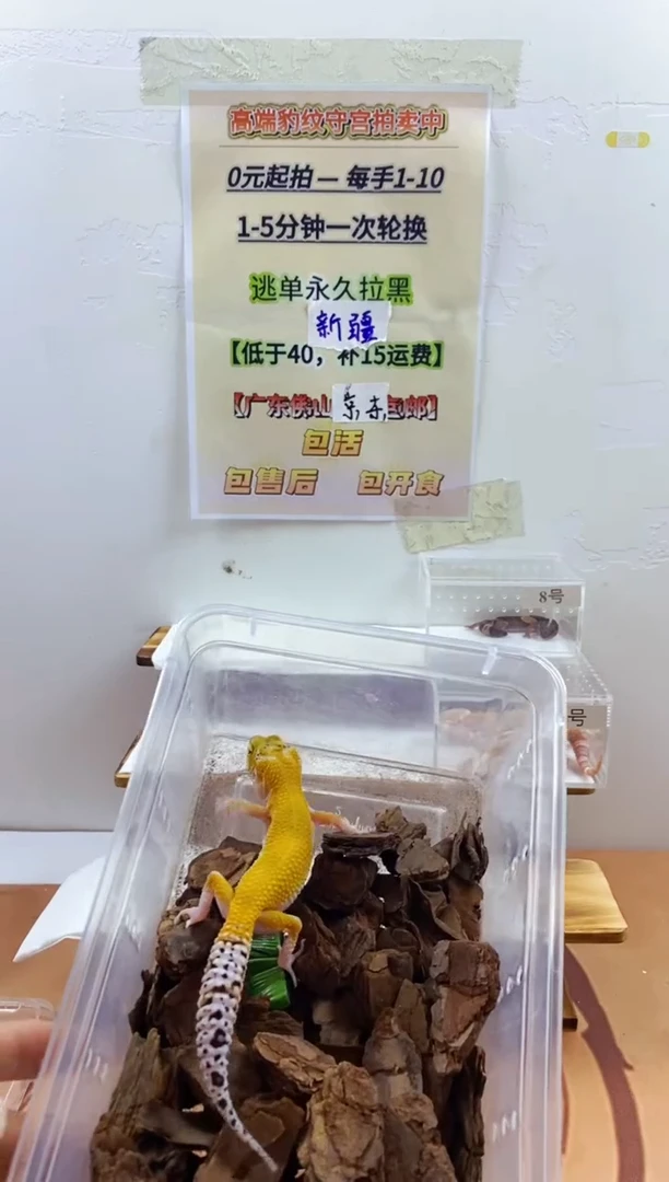 豹纹守宫豹纹守宫幼苗亚成体成体肥尾
