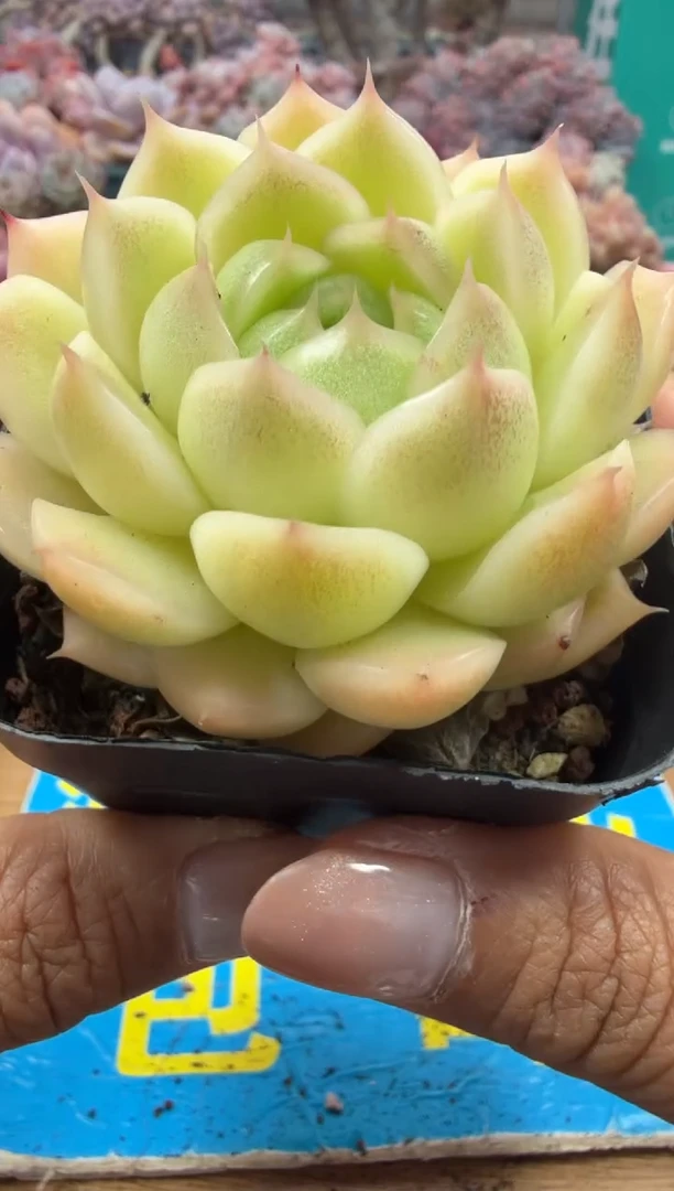 东云多肉园二店-214