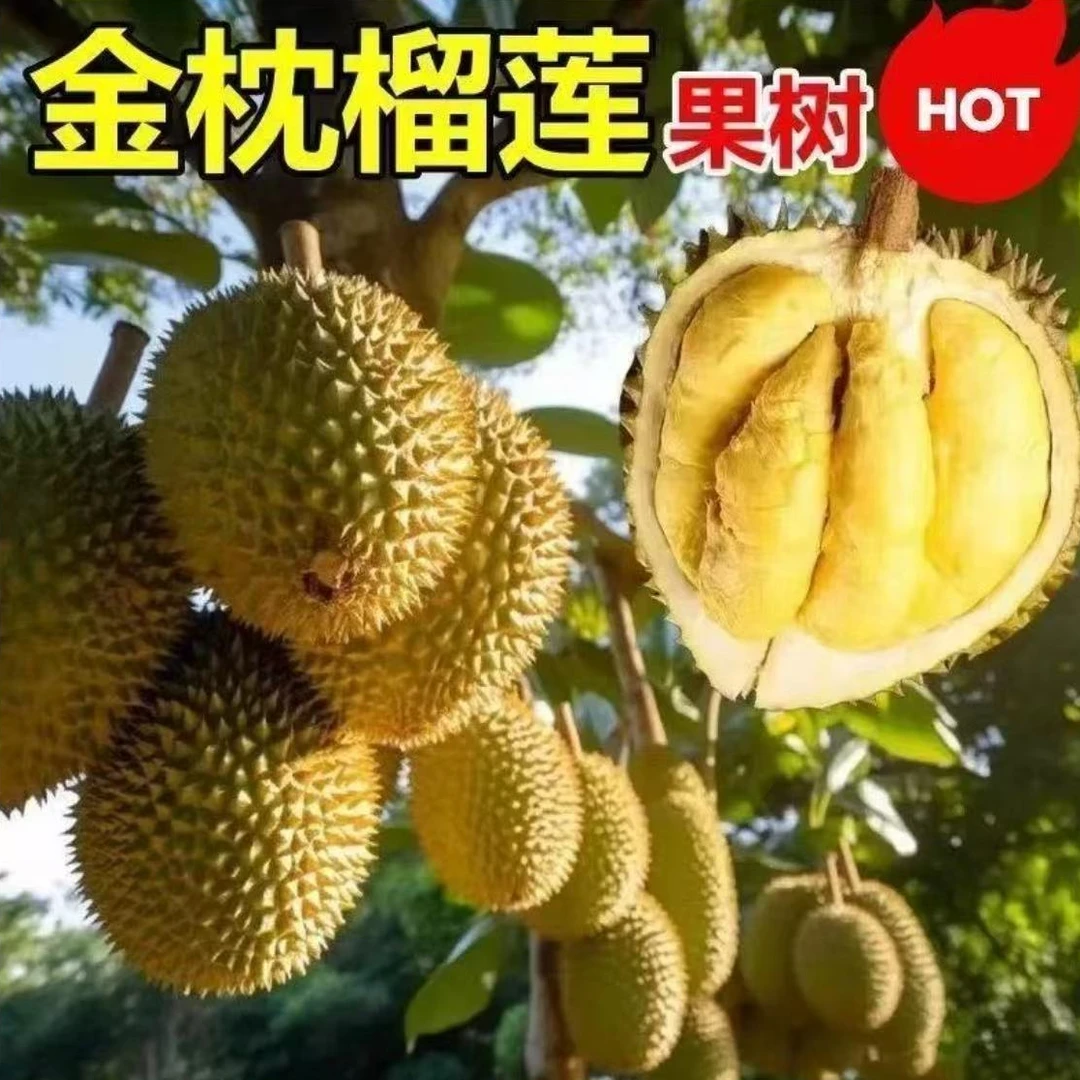 榴莲苗耐寒品种南方北方种植金枕猫山王当年结果