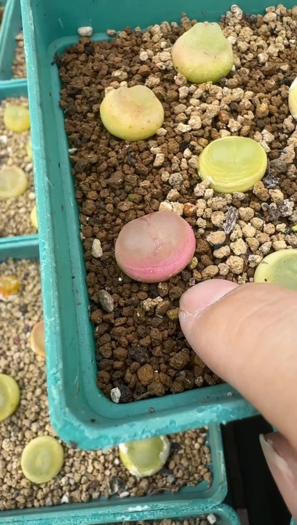 【闪购商品】5-66.