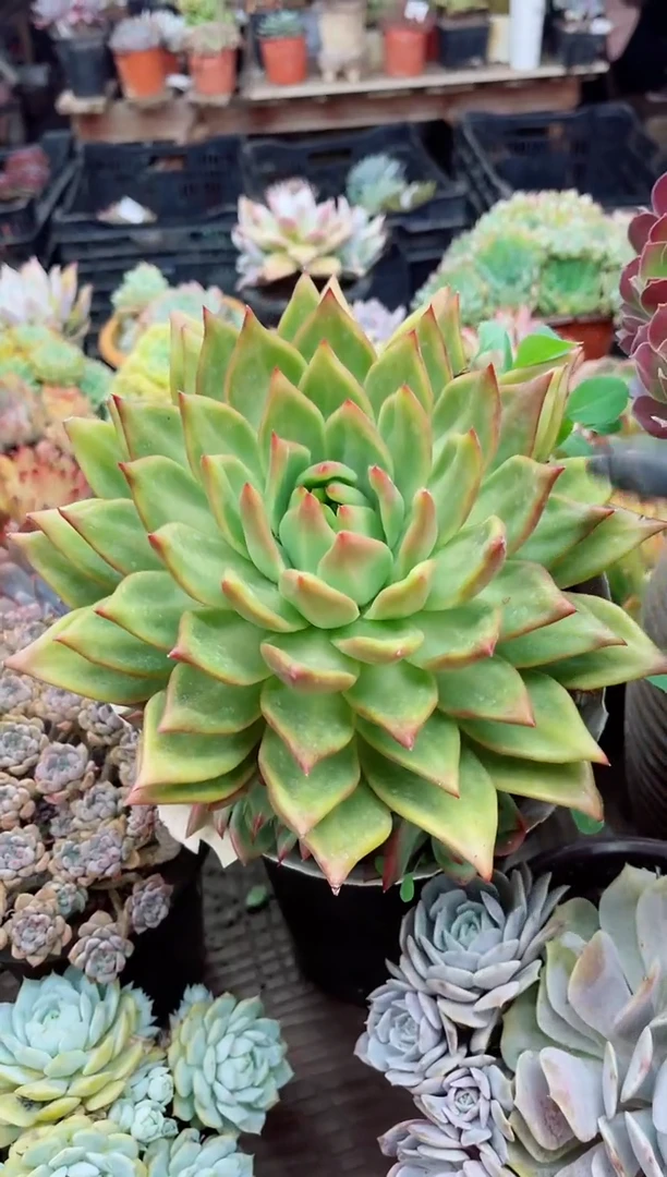 北**妞22134多肉植物一物一拍