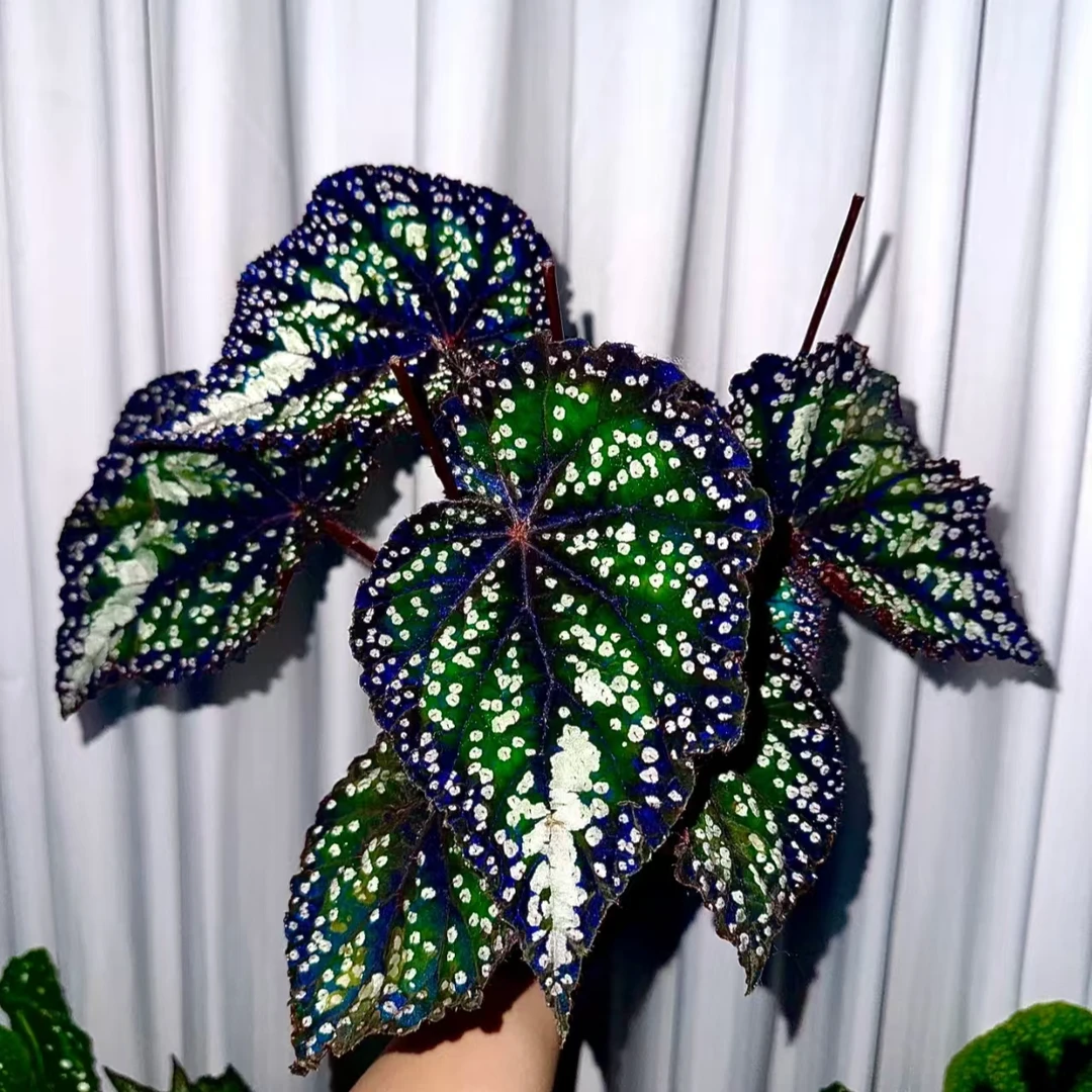 【热植馆】秋海棠ins热带绿植室内盆栽