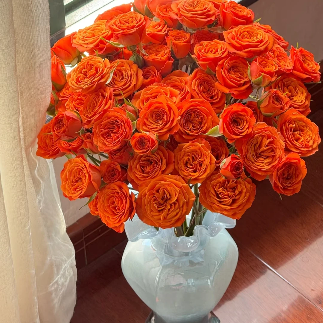 【云瑞鲜花甄选】橙色芭比多头玫瑰鲜切花家居瓶插水养