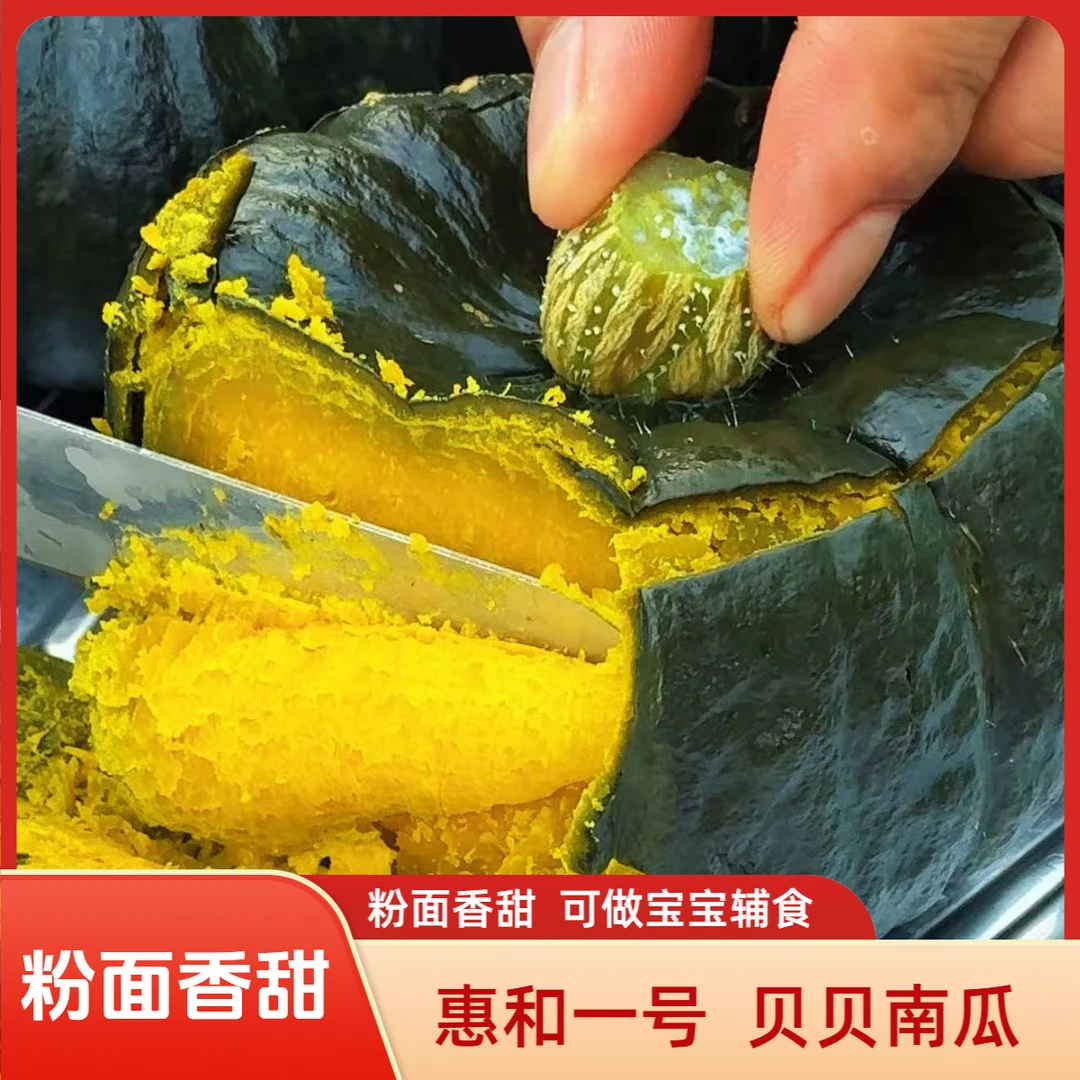 甘肃正宗贝贝南瓜惠和一号粉糯香甜可做宝宝辅食