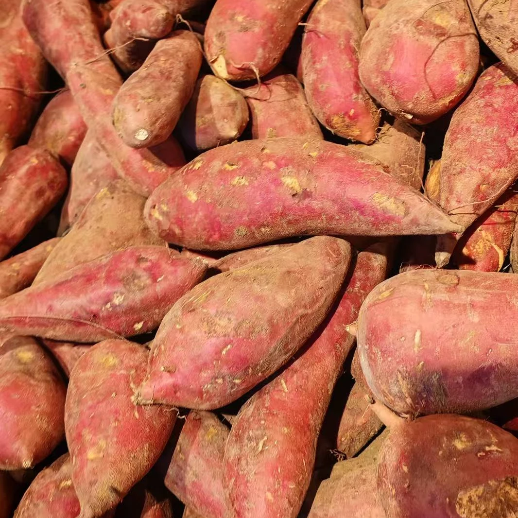 无品牌散称西瓜红薯一斤红薯