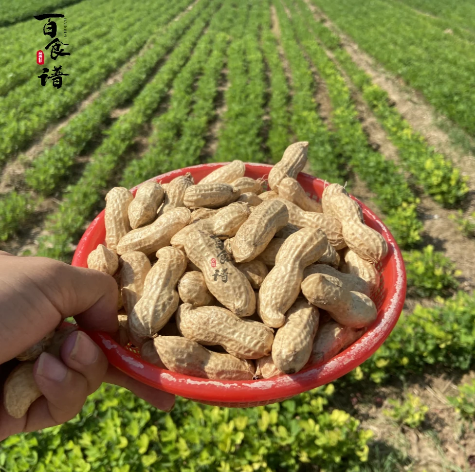 百食谱2025年新鲜花生河南开封清沙地新鲜湿花生农家种植现挖现发