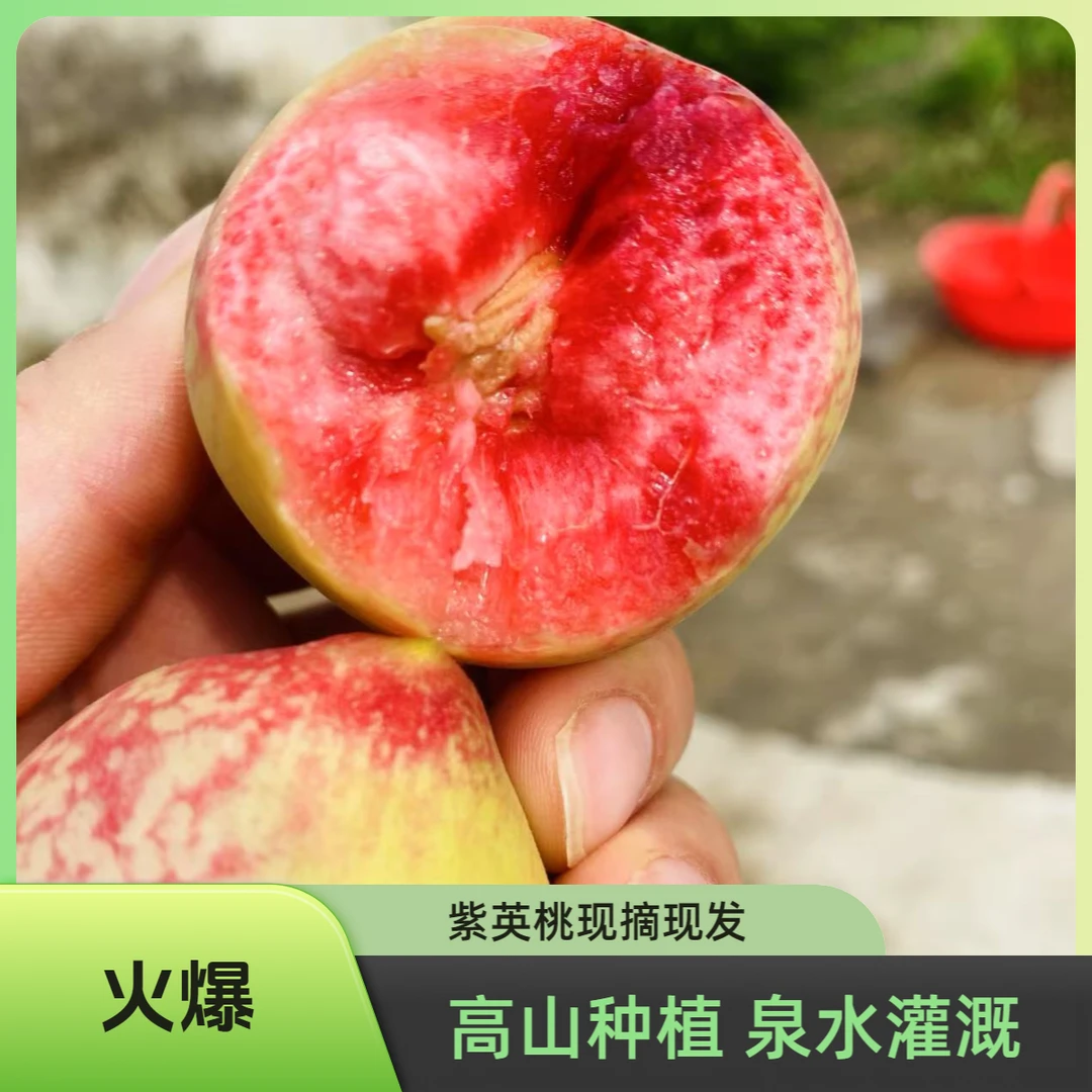 农家土品种紫英桃紫红桃血桃软糯香甜高山种植现摘现发新鲜到家