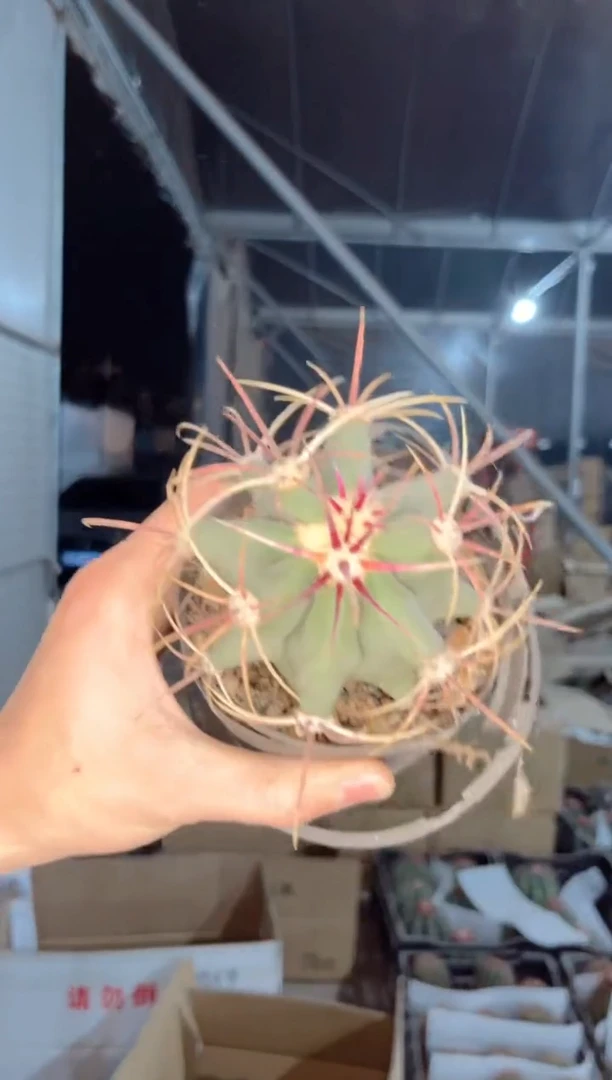 【闪购商品】实生根 江守玉