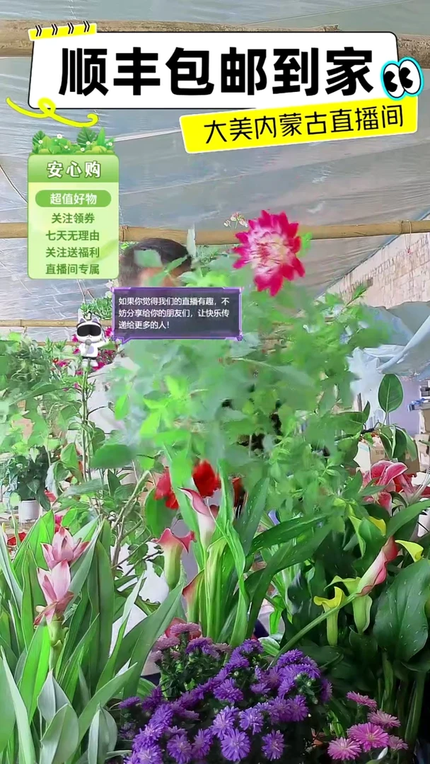 完全开放荷花大丽