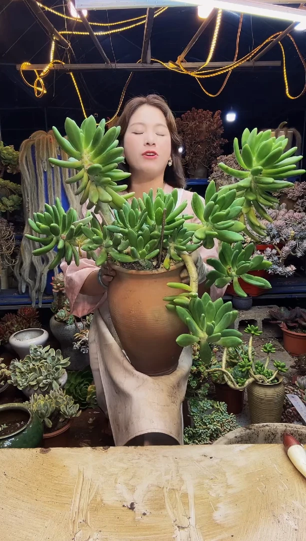 特大金蝉2号一物一拍带盆（物流自理）