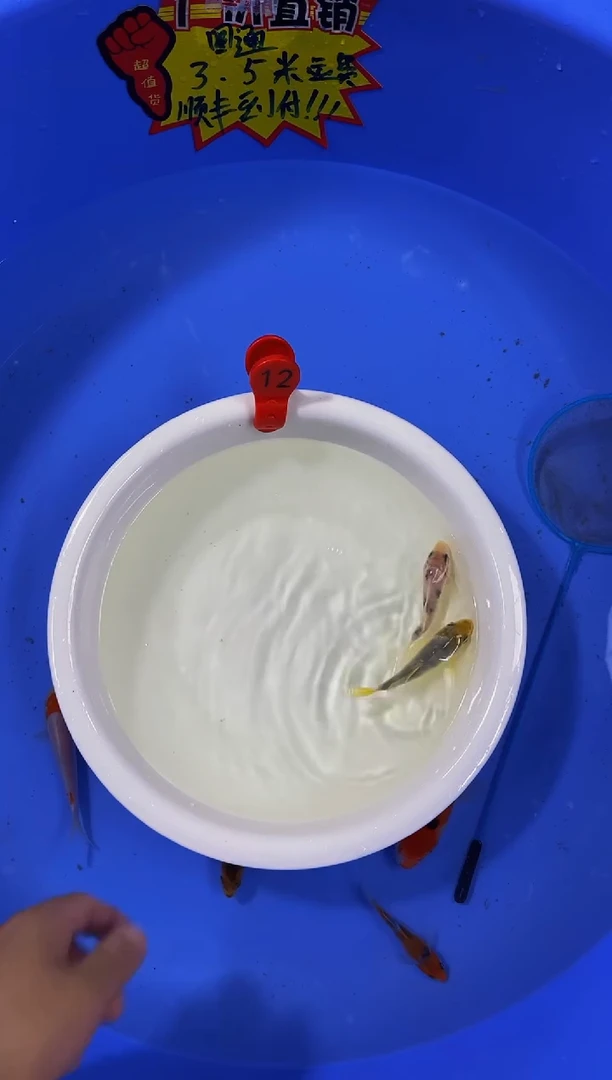 锦鲤活体二号链接