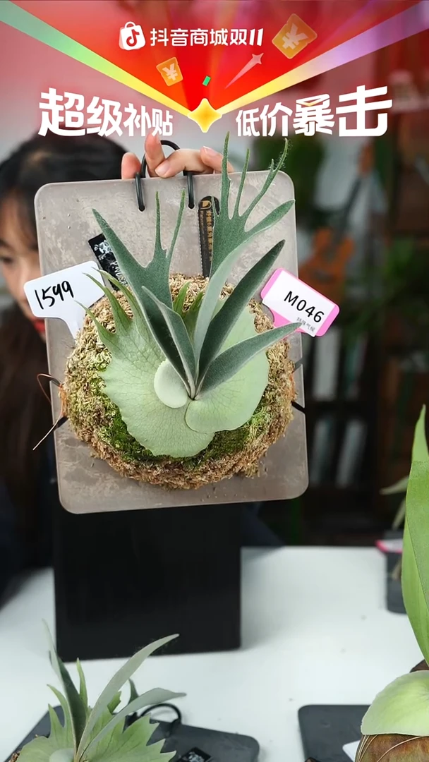 不开花植物M046-密手野银6孢子苗