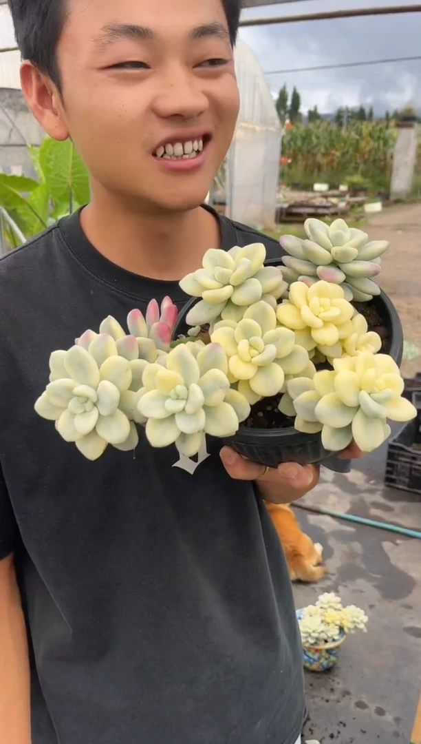 红洛神锦