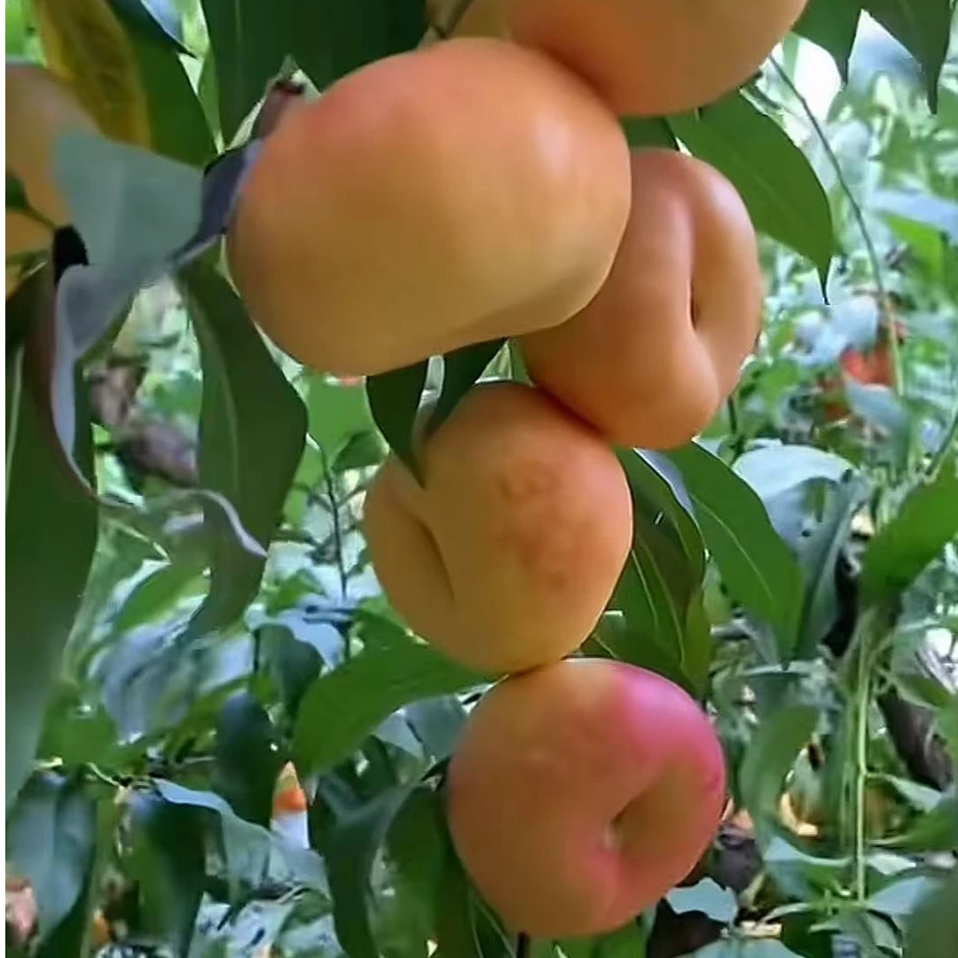中油蟠味帝黄肉油蟠桃苗一年苗