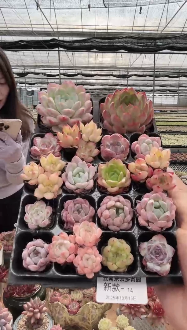 东云多肉园新款-14