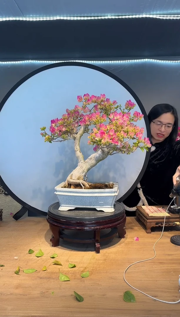 【闪购商品】紫气  绿樱