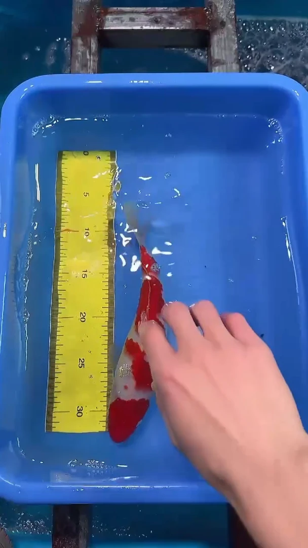 锦鲤锦鲤花财锦鲤链接31