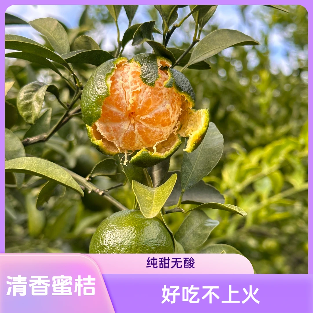 广西清香茶桔清香橘清香蜜桔青龙桔巴西柑纯甜无酸巴西柑茶香桔