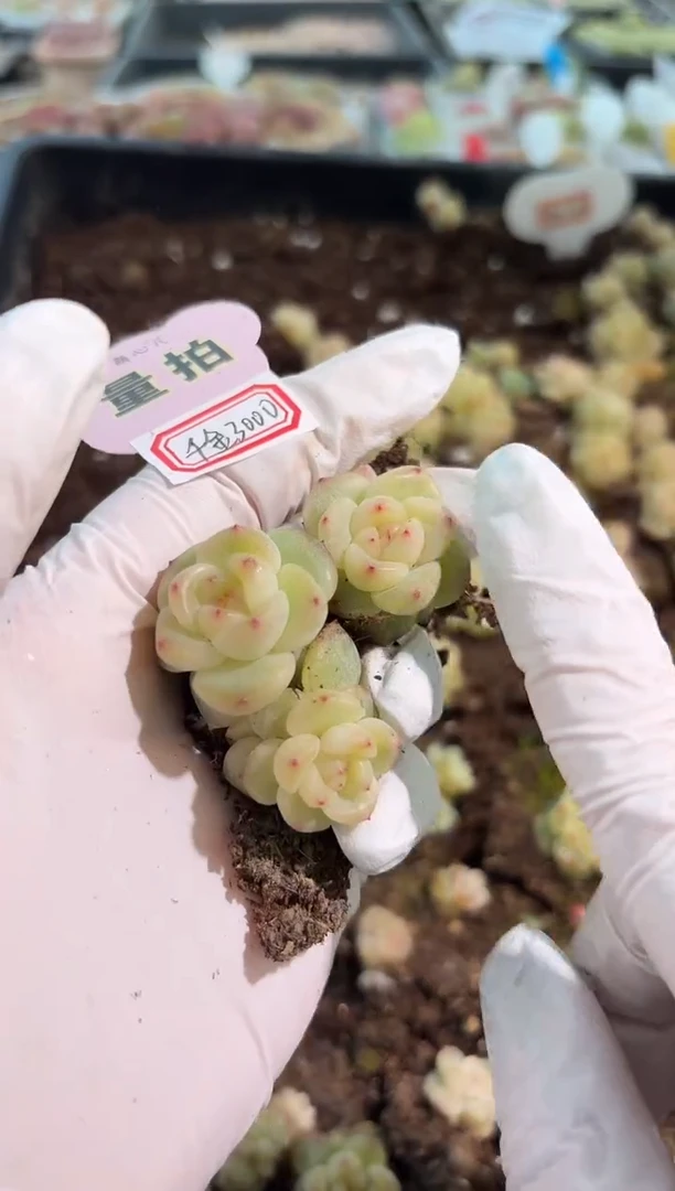 T3000单双混 黑框3颗量拍混发 满9.9包邮