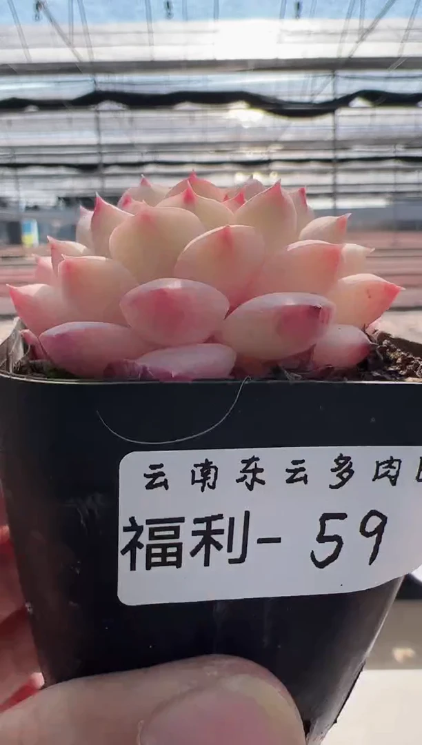 【闪购商品】福利款-59