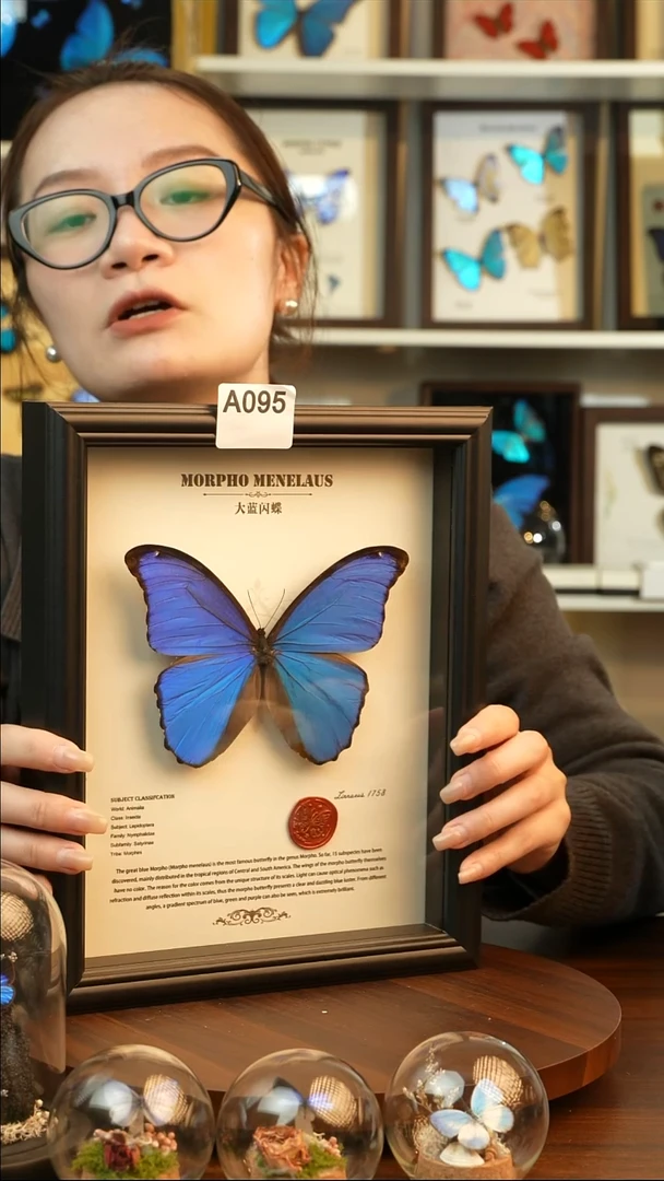 大蓝闪蝶-英文（10寸欧式黑框）A095