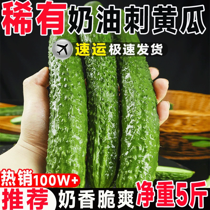 【即摘即发】现摘东北刺黄瓜鲜黄瓜脆嫩奶油黄瓜蘸酱腌菜当季蔬菜