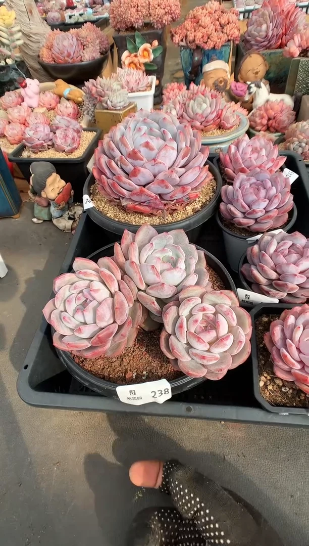 【闪购商品】238星影一物一拍