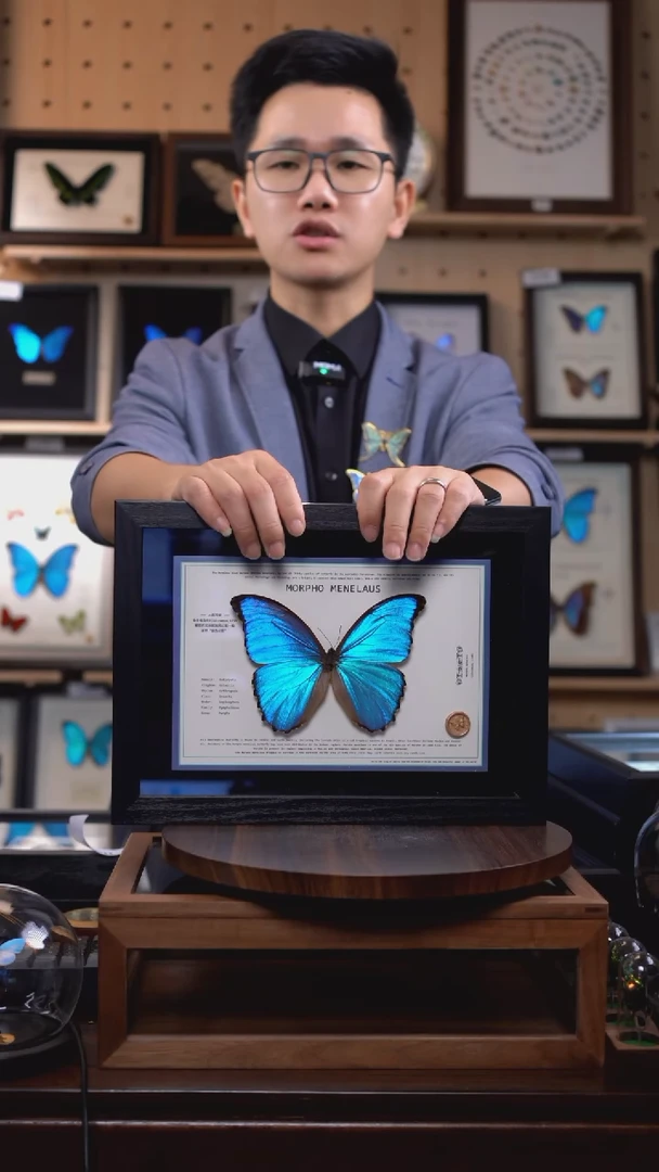 大蓝闪蝶新版本A4横版（带证书）