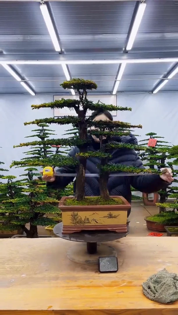 无花朵一物一拍·所见即所得