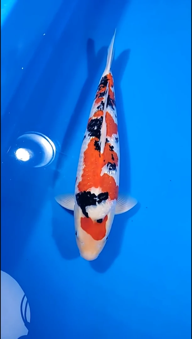 锦鲤【251214-21】大正三色 48公分 不详 寄养至26年12月