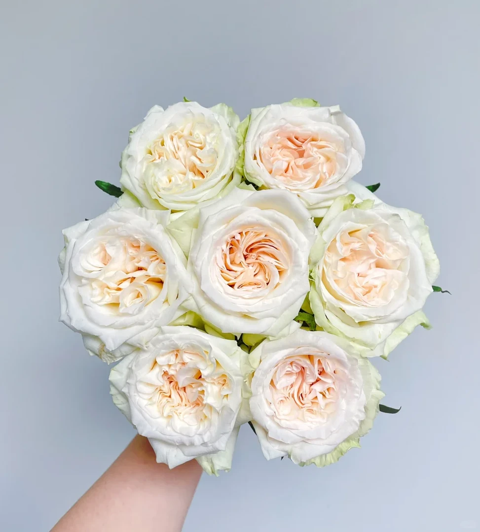 白荔枝玫瑰10枝