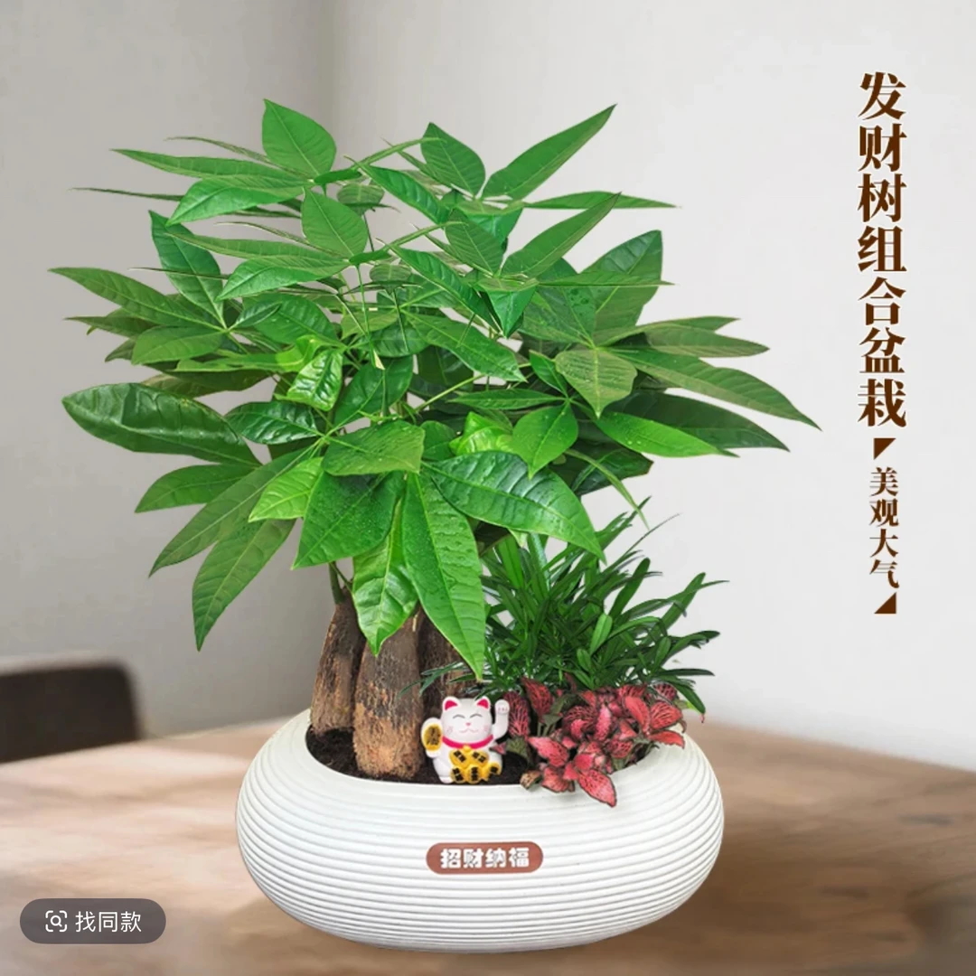 (组合发财树)发财树组合盆栽带鸟巢花盆九里香网纹草室内好养绿植