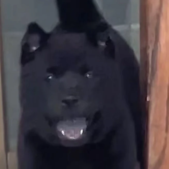 广东小婷中华田园犬五黑犬黄狗白面