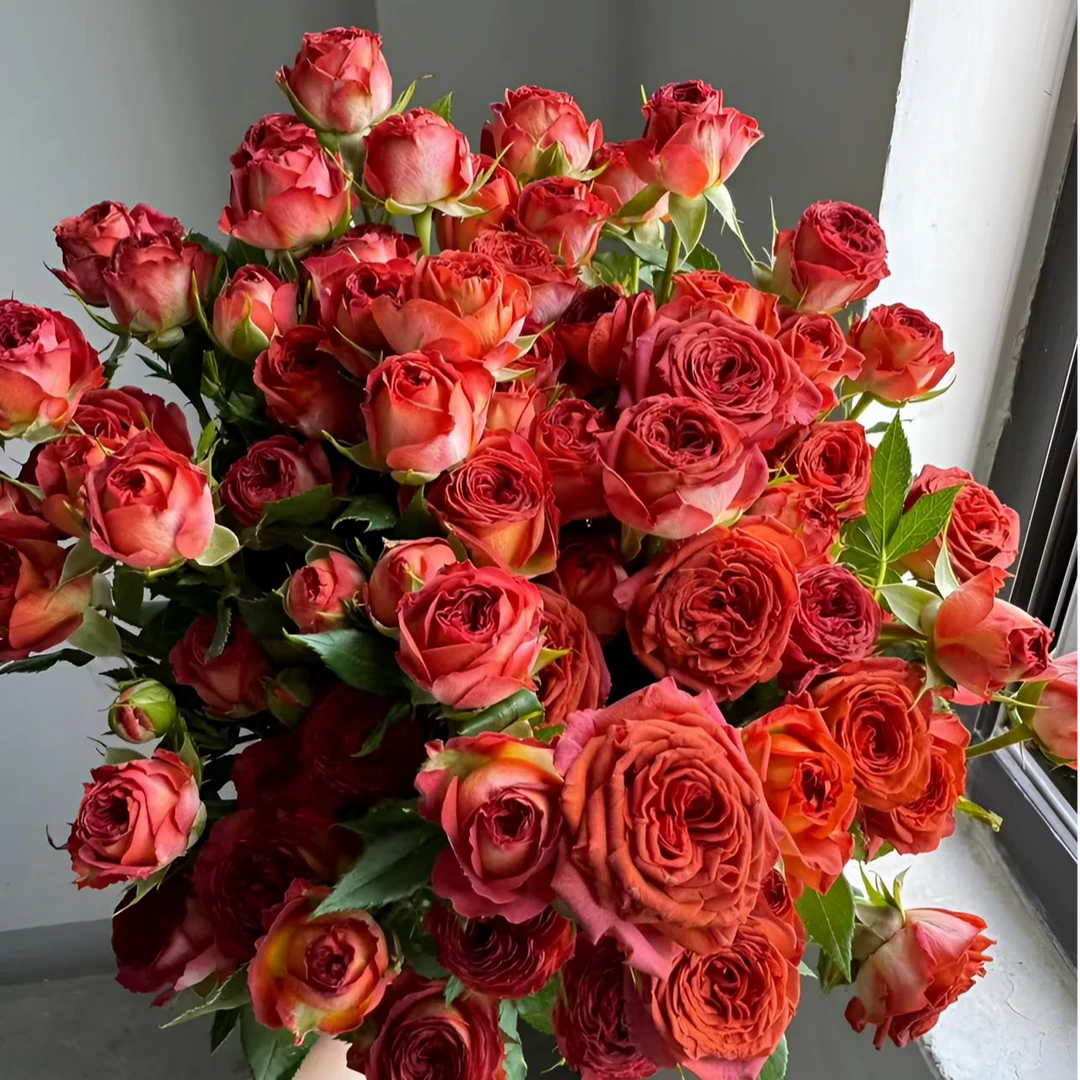 【六哥花卉】巧克力多头玫瑰