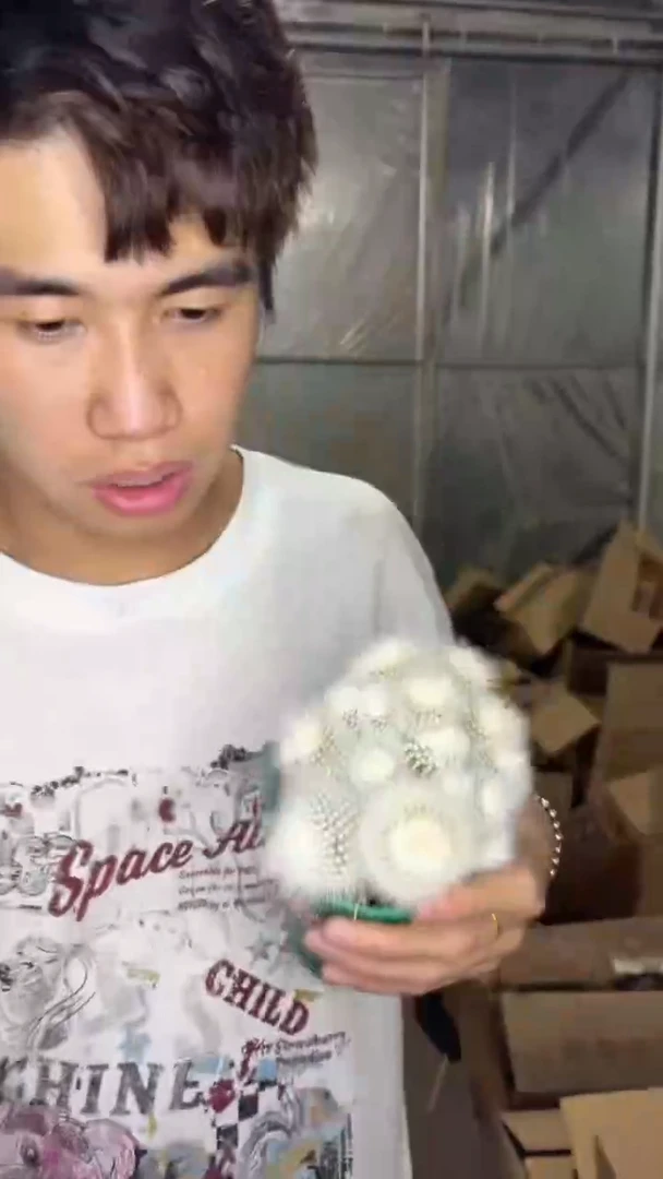 白小丁 群生【带根】9-12cm