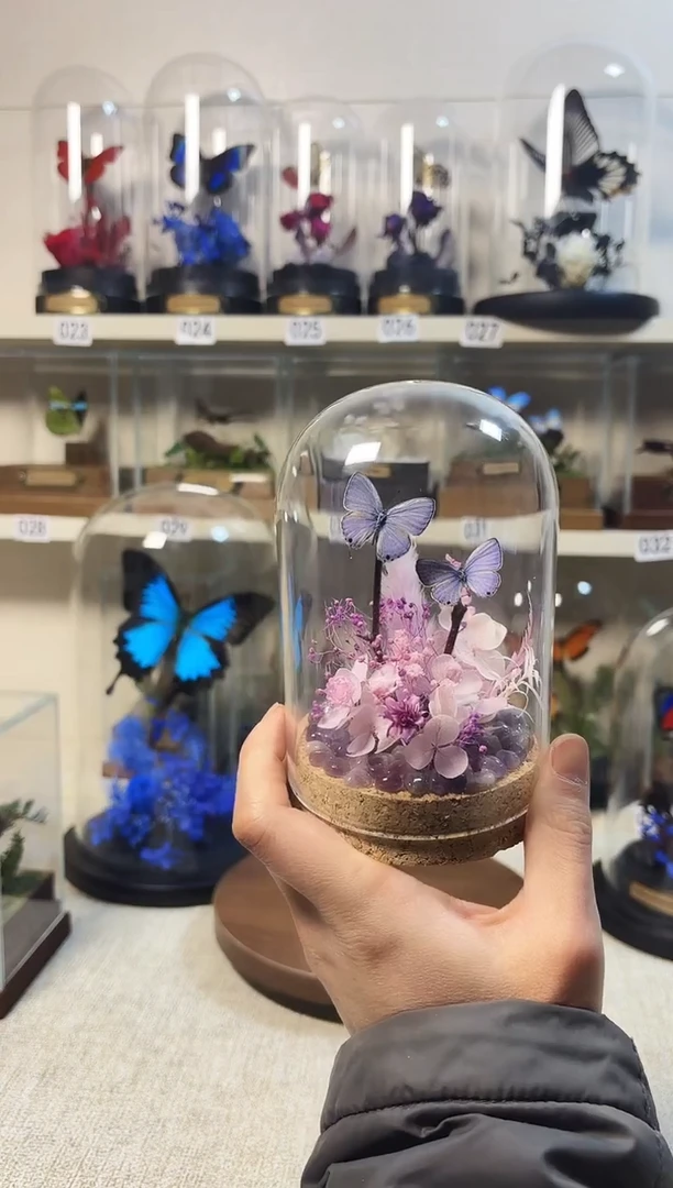 大自然的真实蝴蝶标本