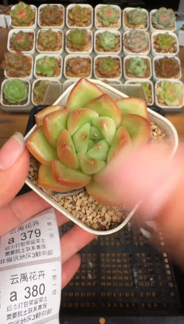 378a珍妮多肉(6.5cm杯）一物一拍 带盆土发