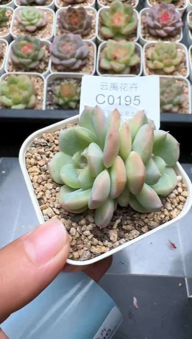 195C云禹多肉植物 带盆土纸巾打包 3颗包邮