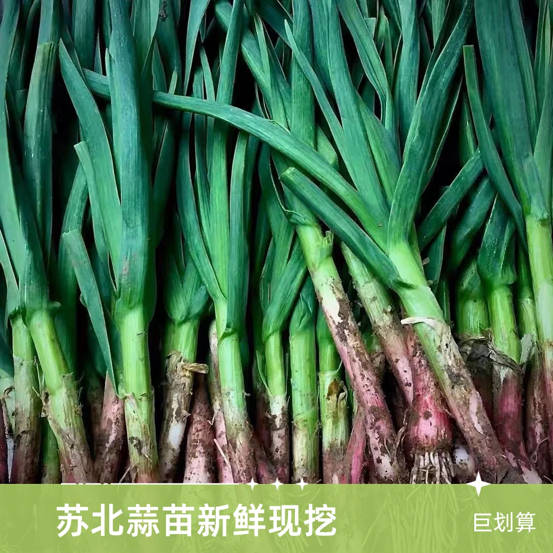 【顺丰次日达】苏北青蒜红根蒜苗冬季露天新鲜农家自种现挖现发