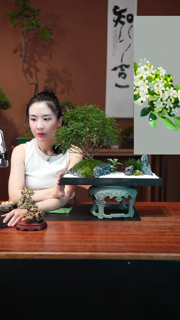 无花朵九里香乌金石盆景盆景盆景