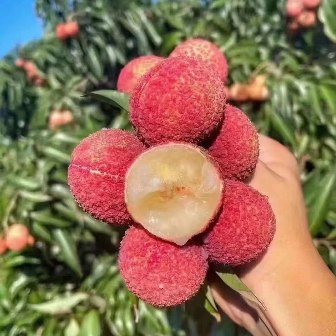 一物一拍各种果树苗拍哪棵发那棵直播间专用荔枝龙眼苗