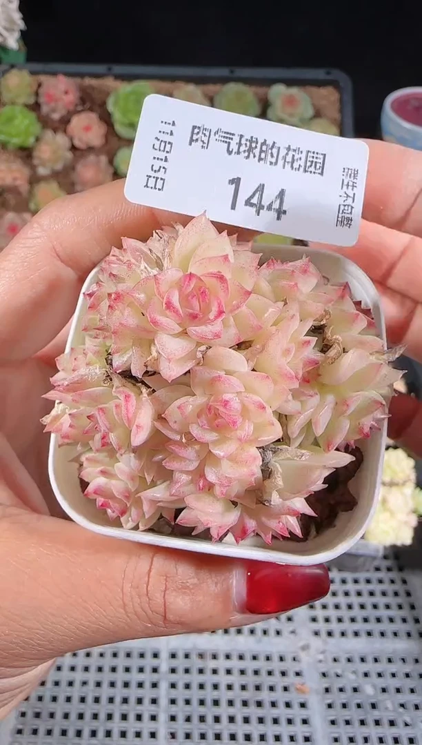 1115-144群生不包整