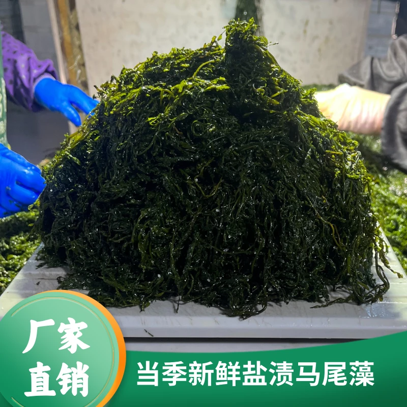 【净重5斤】新鲜盐渍鞭炮笋马尾藻火锅食材凉拌菜