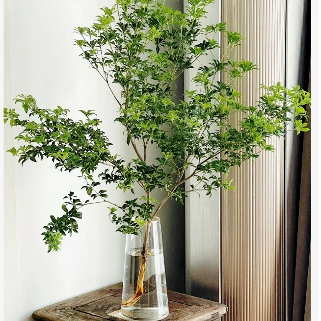 马醉木一枝＋营养剂