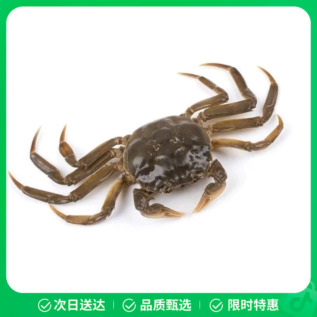 （可快递）鲜活清水大闸蟹（母）2两/只
