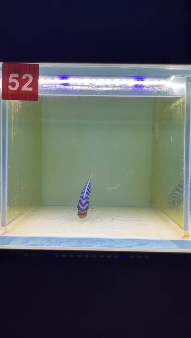 海水鱼三湖慈鲷野生