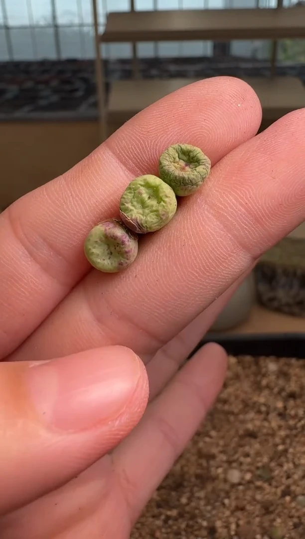 8-329多肉植物肉锥