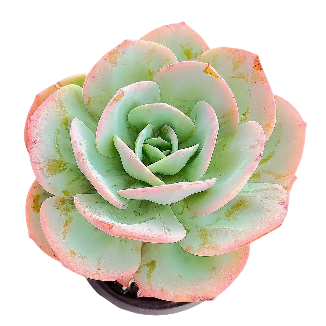 【白凤】【满9.9包邮】星花怒放阳台露台办公多肉植物栽种