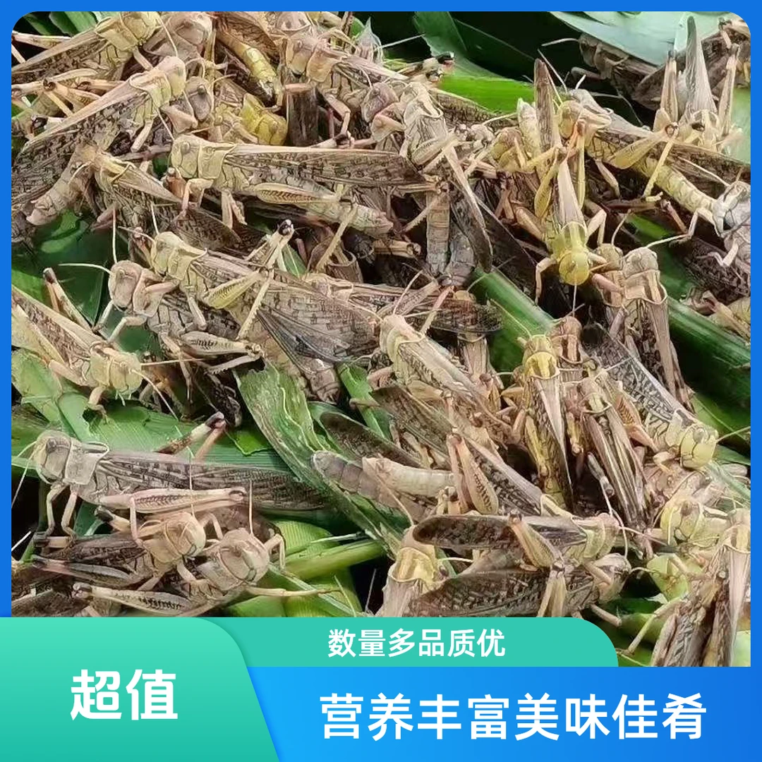 新鲜蚂蚱东亚飞蝗土蚂蚱可油炸烧烤干煸制作1斤2斤3斤4斤5斤火锅食材